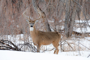 Poster - Big Buck Portrait