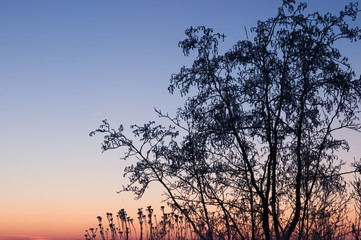 Wall Mural - alder tree (alnus) silhouette against sunset sky.