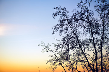 Wall Mural - alder tree (alnus) silhouette against sunset sky.