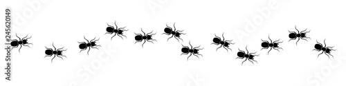 Fotografía Line of worker ants marching in search of food – stock vector
