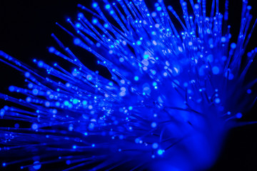 bundle of optic fibers in blue light