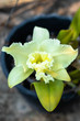White Cattleya orchid Cattleya are orchid with white petals are layer yellow pollen the leaves are yellowish green In the garden.