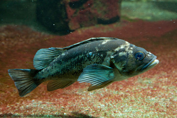 Wall Mural - Copper rockfish (Sebastes caurinus).