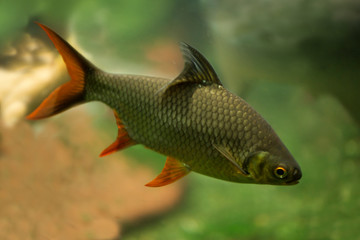 Wall Mural -  Tinfoil barb (Barbonymus schwanenfeldii).