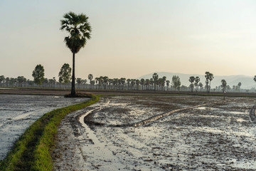 Wall Mural - Field palm tree in Phetchaburi Thailand