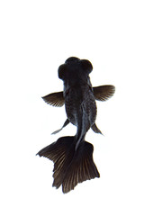 Wall Mural - Image of black goldfish Isolated on white background. Animal. Pet.