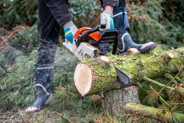 Wall Mural - lumberman with chainsaw cutting wood