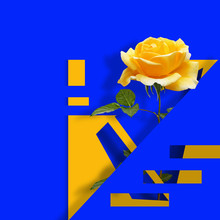 Contemporary Modern Art Poster. With Yellow Rose On Blue Abstract Background.