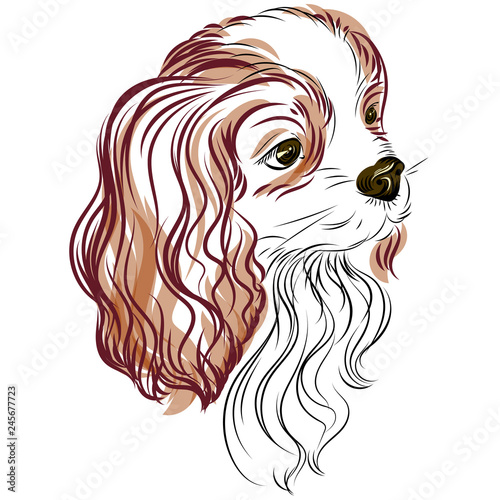 Fotografía Cavalier King Charles Spaniel 2