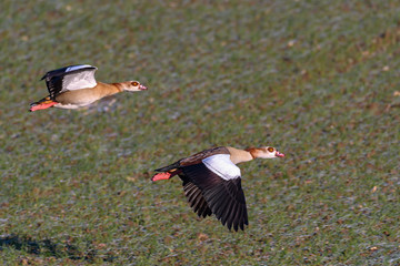 Wall Mural - fliegende Nilgänse