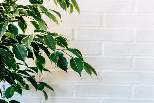 Green Indoor Plant On A White Brick Wall Background With Space Stock Photo Adobe Stock