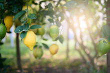 Ripe Lemons Or Growing Lemon, Bunch Of Fresh Lemon On A Lemon Tree Branch In Sunny Garden.