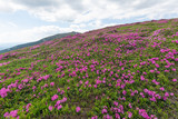 Fototapeta Kosmos - Summer in the mountains, flowering of the Carpathian flowers on the ridges.