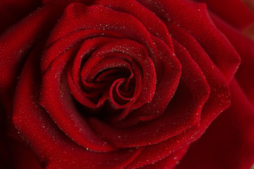 red rose red macro in drops of dew