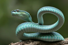 Trimeresurus Insularis   This Snake Inhabits The Forest At An Altitude Of Up To 880m Above Sea Level. Active At Night, Especially Found In Trees Up To 15m Above The Ground. Prey On Frogs, Mice, Lizard