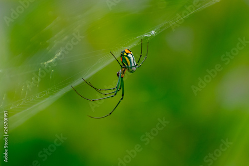 Plakat Orb Weaver Spider on Web