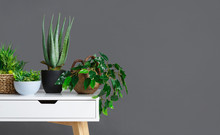 Stylish interior with different houseplants on grey wall