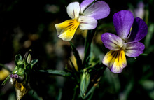 Two Flowers Of  Pansy Víola Trícolor In End Of Hot Summer In Ukraine