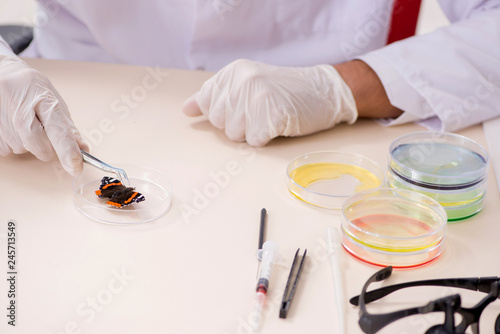 Fotografía Scientist entomologist studying new butterfly species