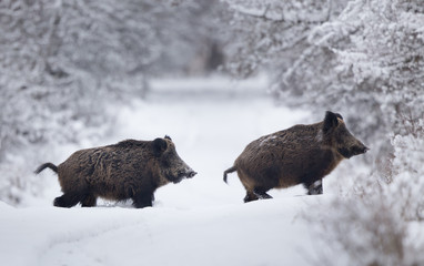 wild boars walking on snow