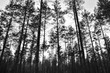 Swedish forests in black & white