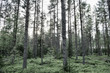 The Swedish forests in Western Gotland