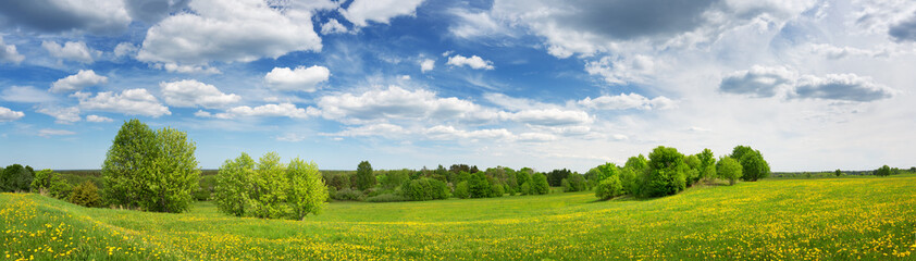 Field with dandelions and blue sky