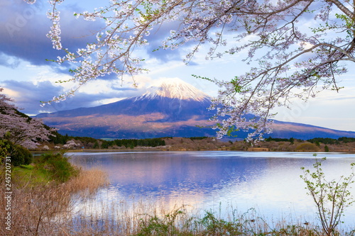 夕日を浴びた富士山と桜 静岡県富士宮市田貫湖にて Buy This Stock Photo And Explore Similar Images At Adobe Stock Adobe Stock 夕日を浴びた富士山と桜 静岡県富士宮市田貫湖にて Buy This Stock Photo And Explore Similar Images At Adobe Stock Adobe Stock