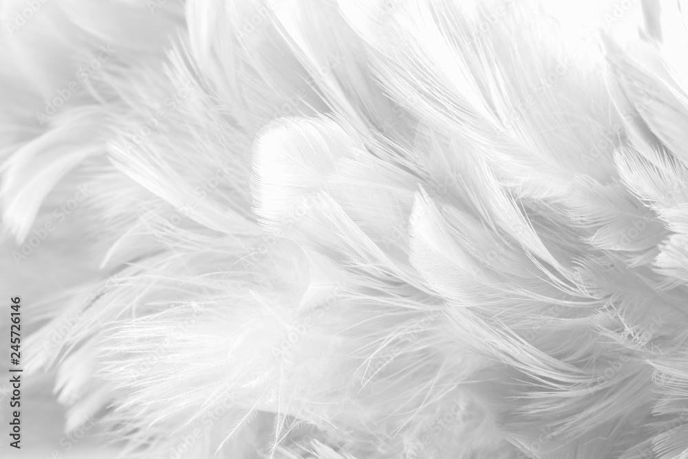 Abstract background Bird and chickens feather texture ,blur style and soft color of art design - obrazy, fototapety, plakaty 