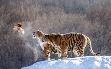 Two Siberian(Amur)  Tigers Stand On A Snow-covered Hill And Catch Prey. China. Harbin. Mudanjiang Province. Hengdaohezi Park. Siberian Tiger Park. Winter. Hard Frost. (Panthera Tgris Altaica)
