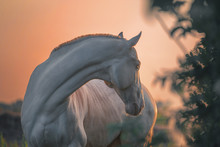 Portrait Of A Pearl Pink Horse On The Sunriset Background