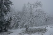 Frozen tree in Winter