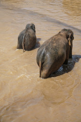 elephants having bath in a muddy lake at nature