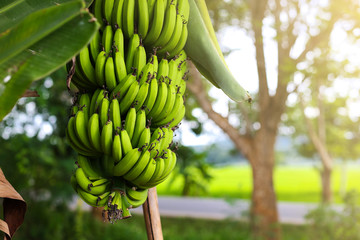 Cavendish Banana Tree. 