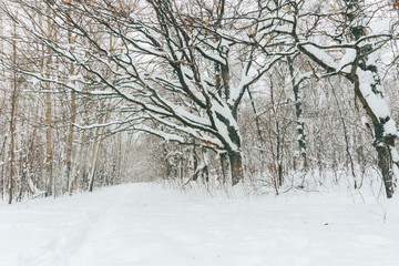 fabulous winter frosty white forest with dark tree trunks