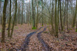 Traces of wheels on the road through a dense and bleak forest with fallen leaves