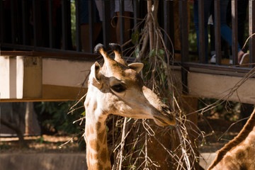 Close-up of a giraffe in zoo.