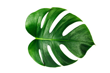 Wall Mural - Monstera green leaf isolated on white background with clipping path for summer and spring design element.