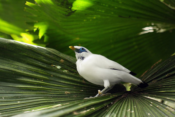 Canvas Print - The Bali myna (Leucopsar rothschildi), also known as Rothschild's mynah, Bali starling, or Bali mynah, locally known as jalak Bali sitting on the leaf.