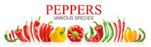 Isolated Peppers. Various Species Of Fresh Peppers In A Row Isolated On White Background With Clipping Path
