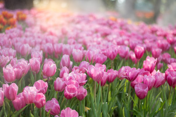 Wall Mural - Pink Tulip