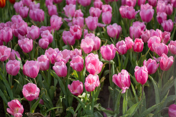 Wall Mural - Pink Tulip