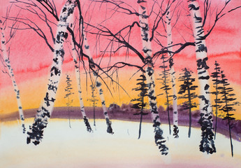 Wall Mural - winter sunset pine and birch