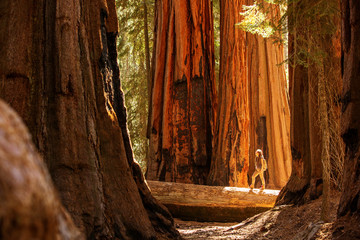 Canvas Print - Hiker in Sequoia national park in California, USA