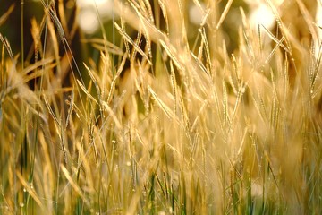 Blurred wild grass flower blossom in a garden with silhouette sunset and golden light in the lately evening 