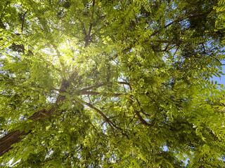 Silhouettes tree branches, bottom view