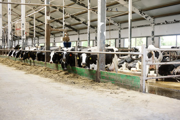 Modern farm cowshed with milking cows eating hay