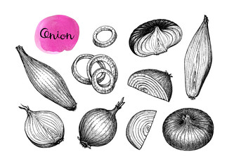 Wall Mural - Ink sketch of onion.
