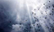 Rain Clouds In The Sky And A Flock Of Pigeons. The Religious Concept Of Faith, The Rays Of The Sun Illuminate The Path.