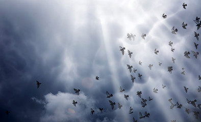 rain clouds in the sky and a flock of pigeons. the religious concept of faith, the rays of the sun i
